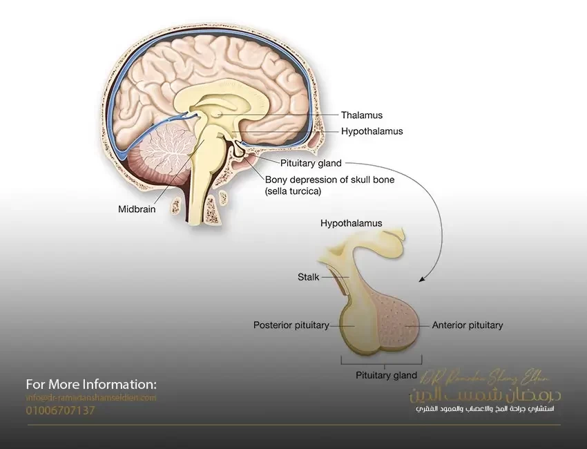 الرعاية المنزلية ومتابعة ما بعد الجراحة لحالات استئصال الغدة النخامية عن طريق الانف